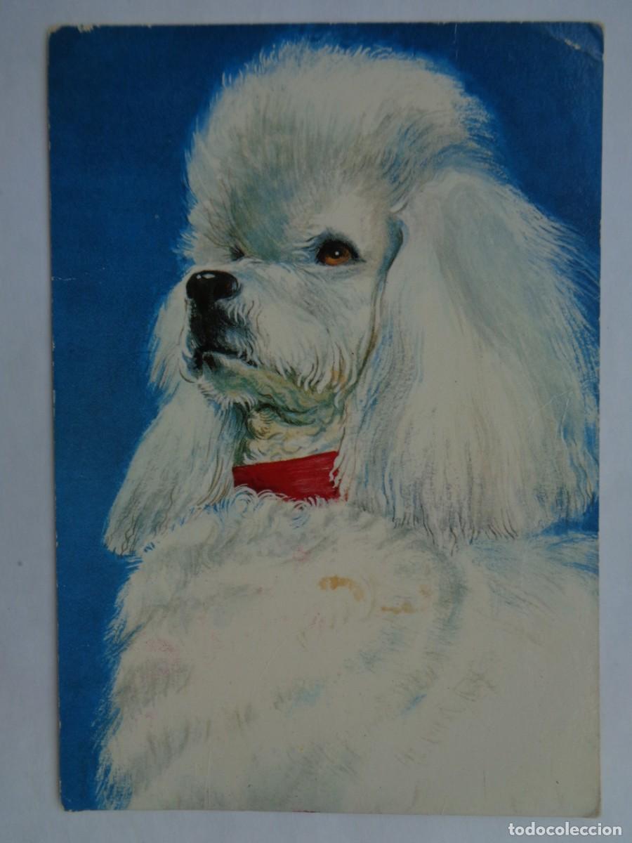 Cartes Postales: POSTAL CON BONITO DIBUJO DE PERRO CANICHE . A&Ntilde;OS 60