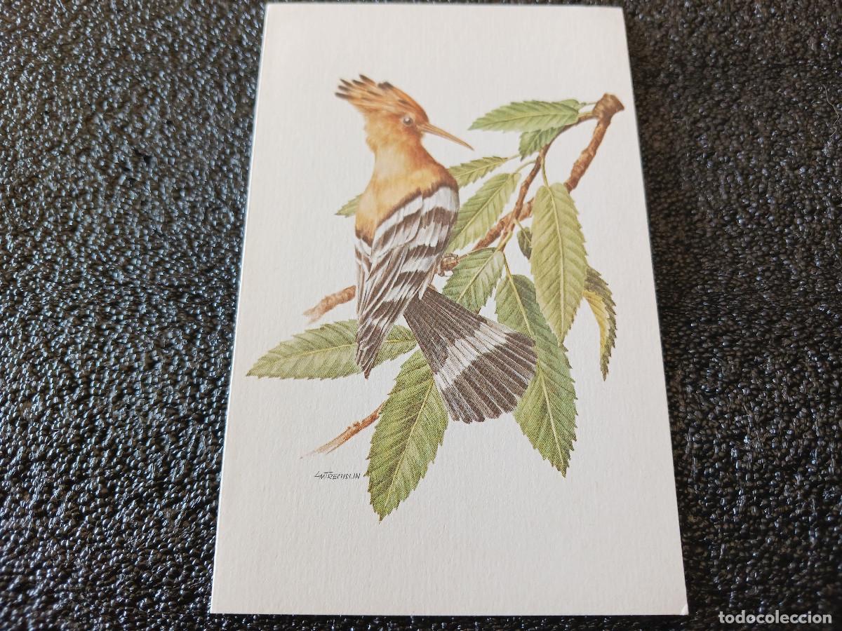 Cartoline: diptico, dibujo abubilla puput, am trechslin, 13,5 x 8,5 cm