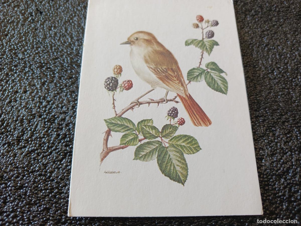 Cartoline: diptico, dibujo peque&ntilde;a ave, am trechslin, 11,5 x 8,5 cm