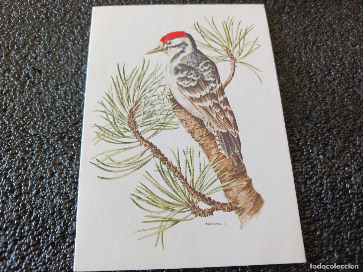 Cartoline: diptico, dibujo chupasavia norte&ntilde;o, am trechslin, 11,5 x 8,5 cm