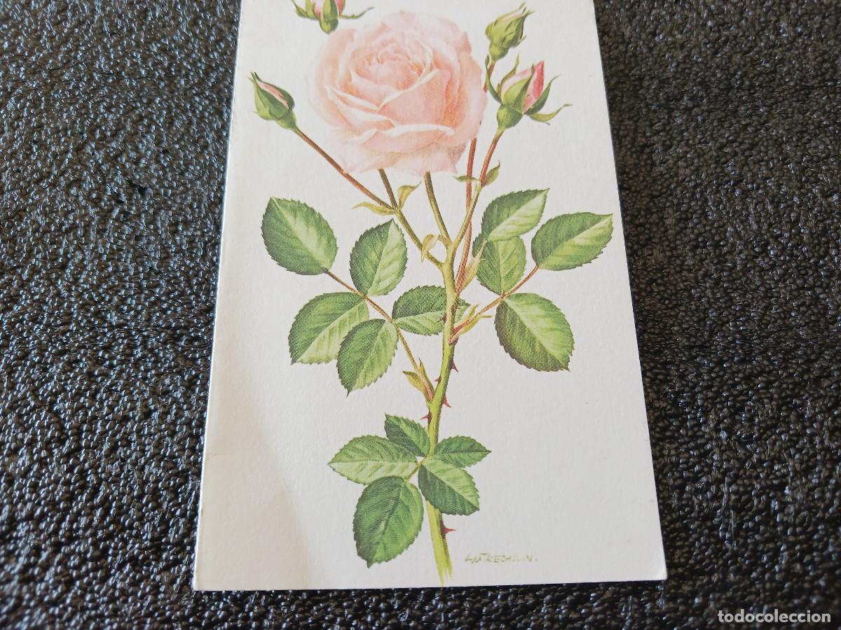 Cartoline: diptico, dibujo rosa, am trechslin, 13 x 8 cm