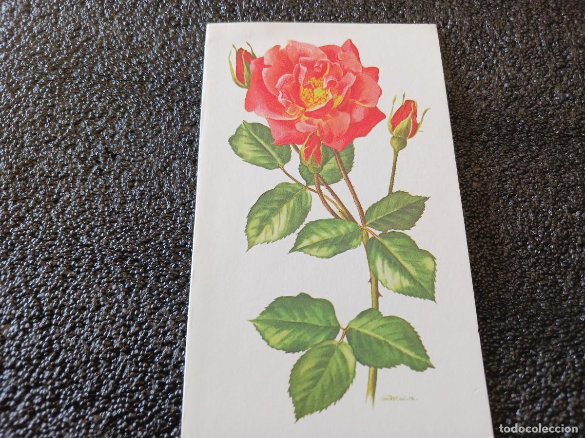Cartoline: diptico, dibujo rosa, am trechslin, 13 x 8 cm