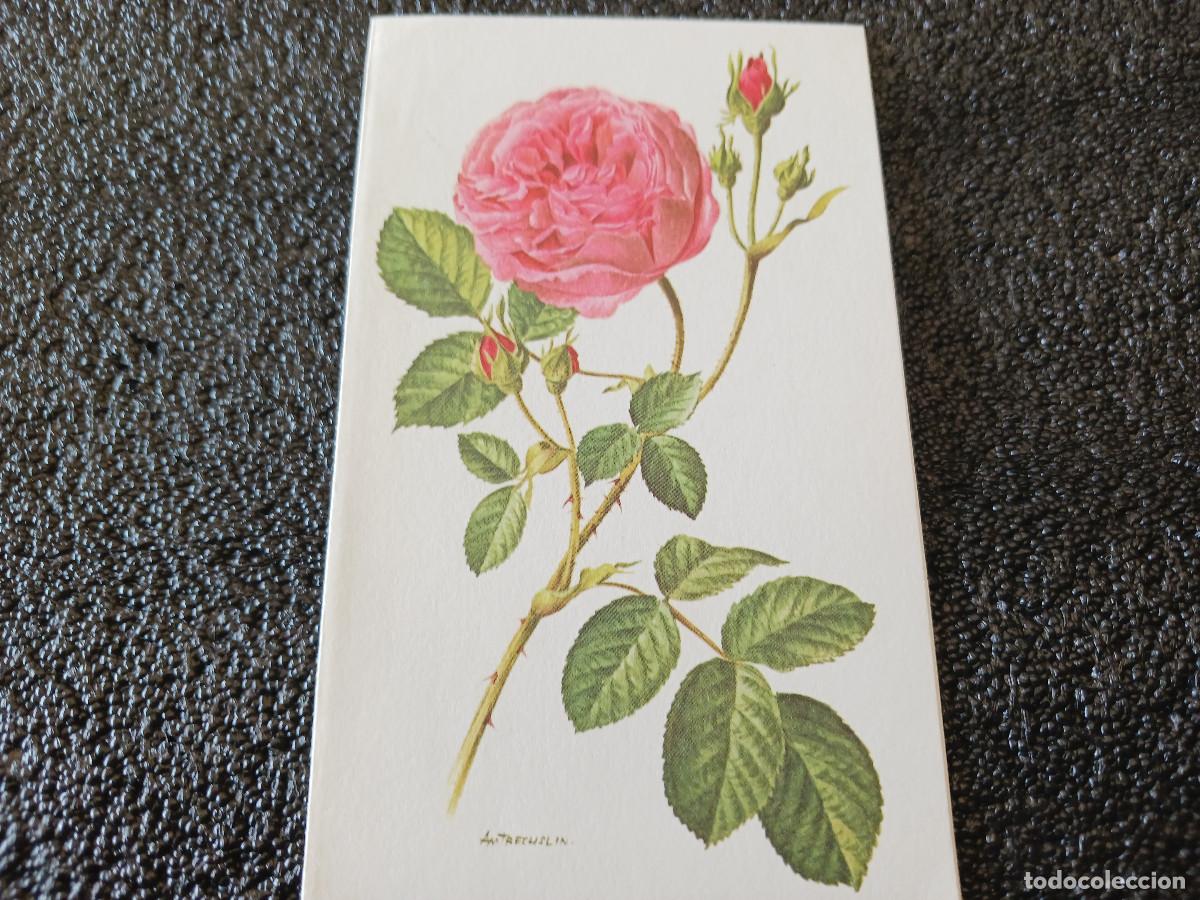 Postkarten: diptico, dibujo rosa, am trechslin, 13 x 8 cm