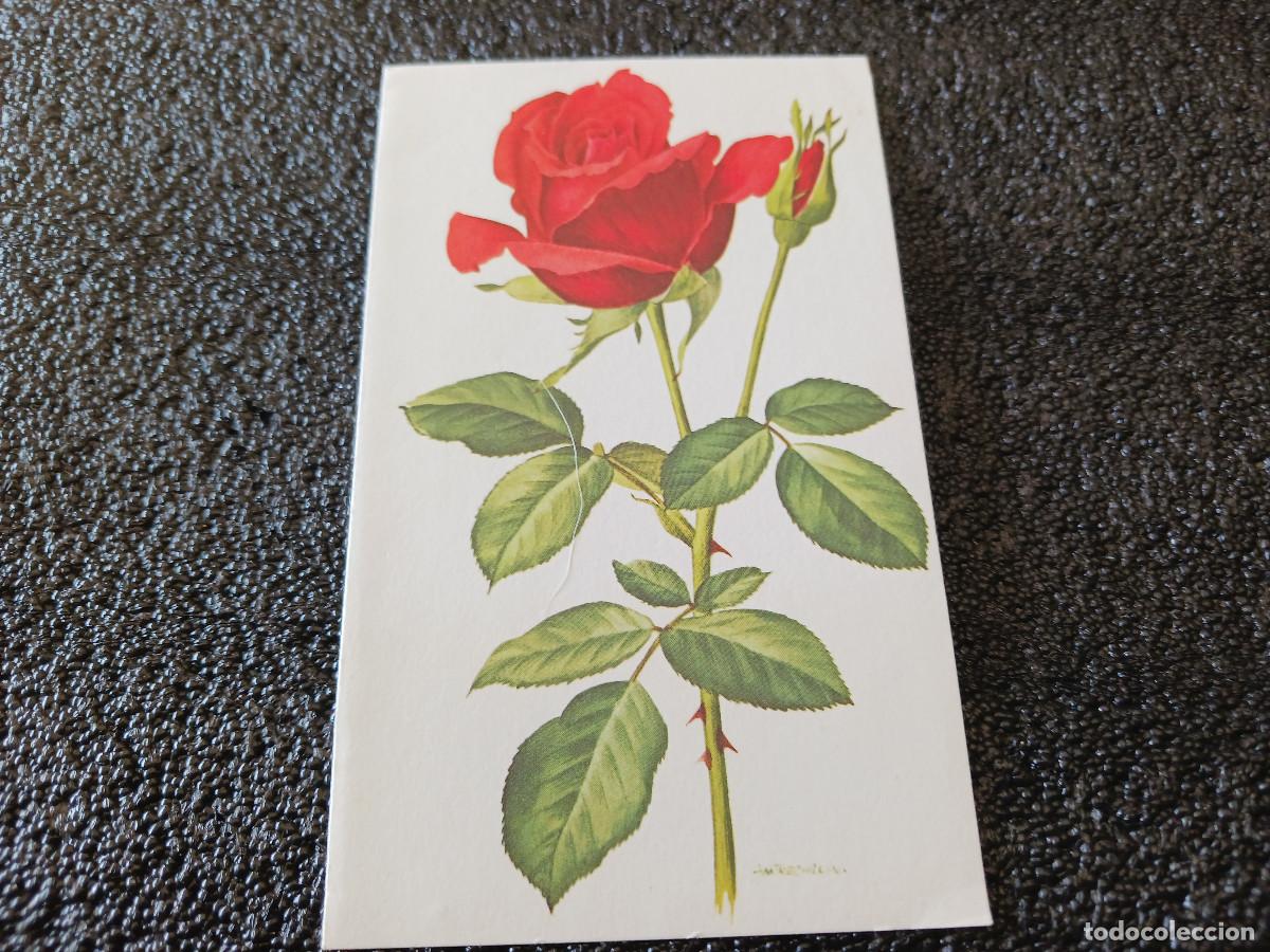 Postkarten: diptico, dibujo rosa, am trechslin, 13 x 8 cm
