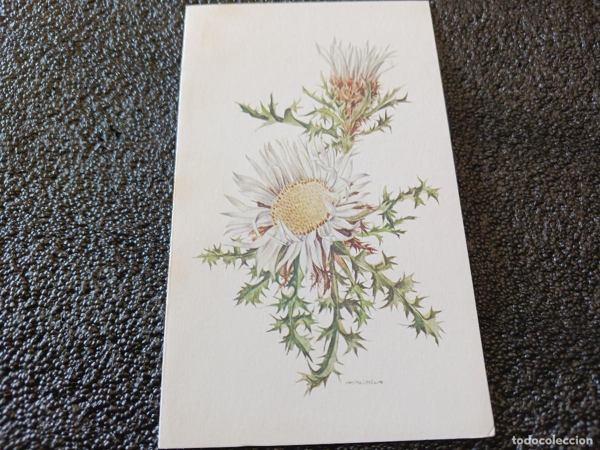 Postkarten: diptico, dibujo carlina acaulis, am trechslin, 13 x 8 cm
