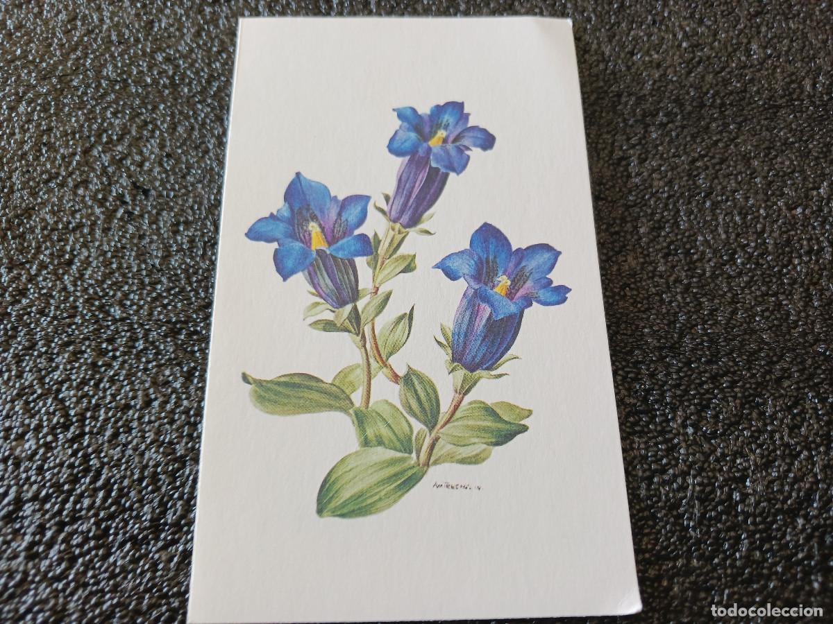 Postkarten: diptico, dibujo genciana, am trechslin, 13 x 8 cm