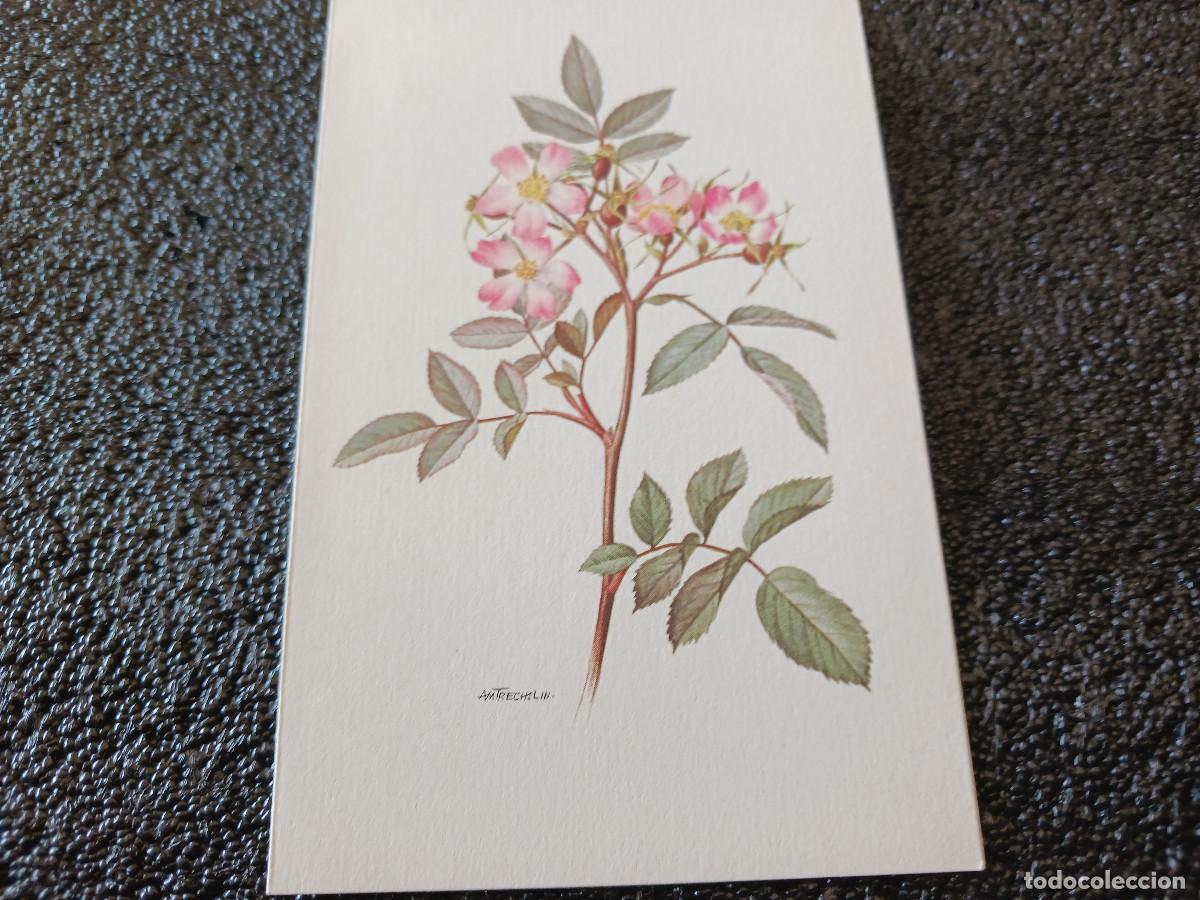 Postkarten: diptico, dibujo rosa rubrifolia, am trechslin, 13 x 8 cm