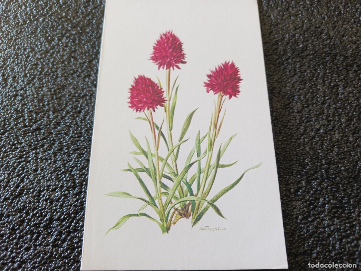 Postkarten: diptico, dibujo celosia coccinea, am trechslin, 13 x 8 cm