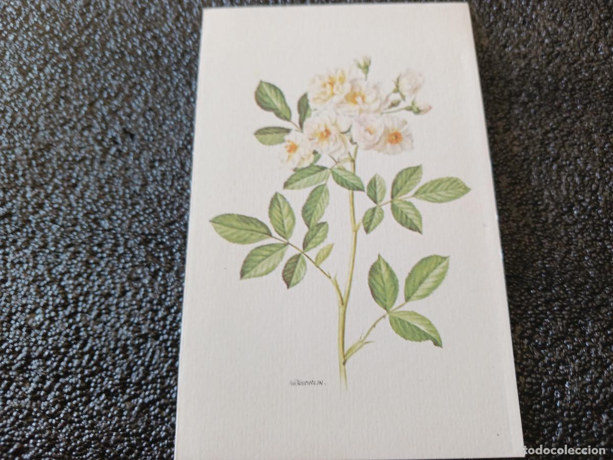 Postkarten: diptico, dibujo rosa polyantha, am trechslin, 13 x 8 cm