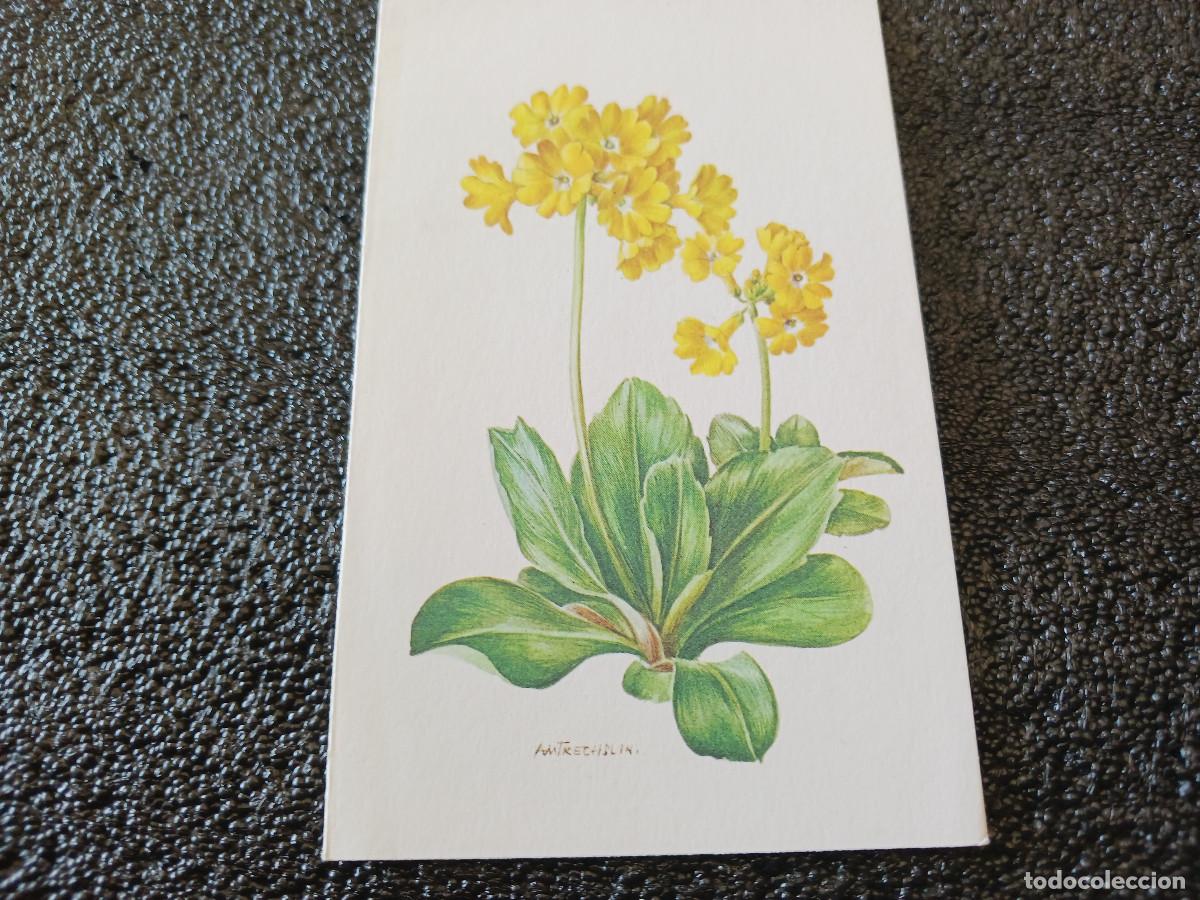 Postkarten: diptico, dibujo mimosa, am trechslin, 13 x 8 cm