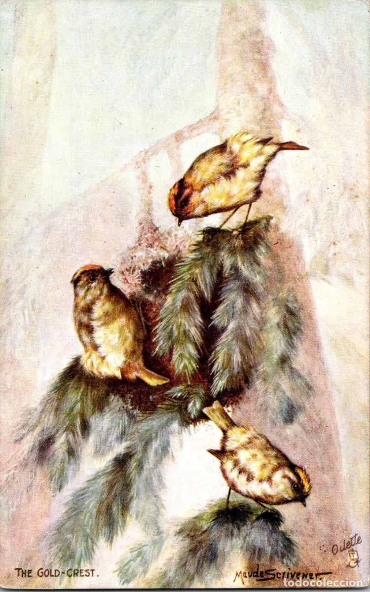 Cartes Postales: Oilette - Maude Scrivener - British Birds - The Golden-Crest - Serie III n&ordm; 9303 - 138x88mm
