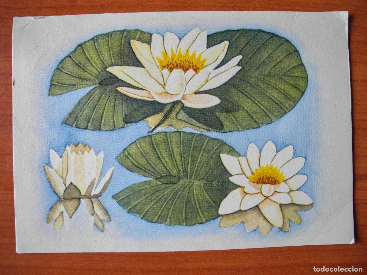 Postais: Postal. Flores. Nen&uacute;fares. Circulada con sello 1960 15x10.5