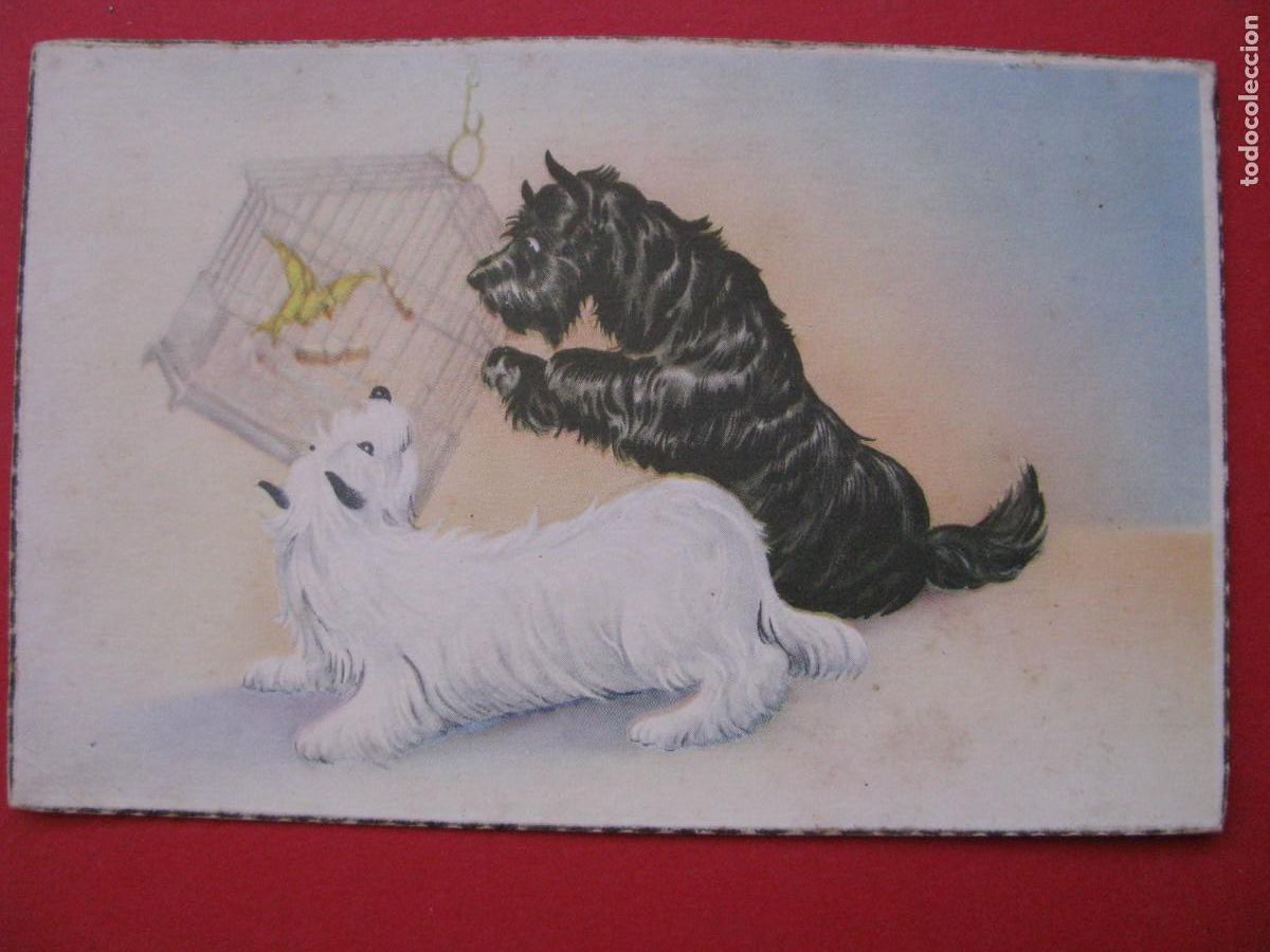 Postais: POSTAL DE ED. E.V. 105. PERRITOS. ESCRITA.