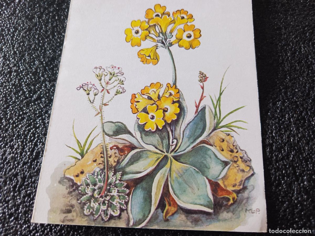 Cartoline: primula auricula, ed. pinguin