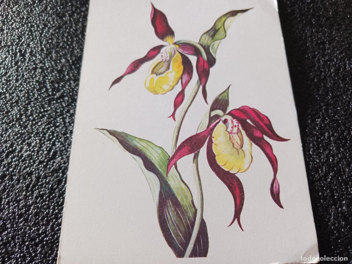 Cartoline: cypripedium calceolus, ed. pinguin