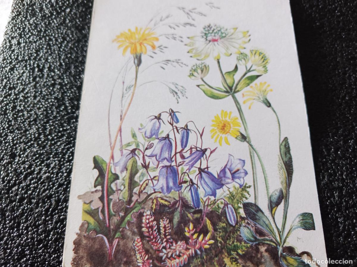 Postales: leontodon hispidus, ed. pinguin - Foto 1