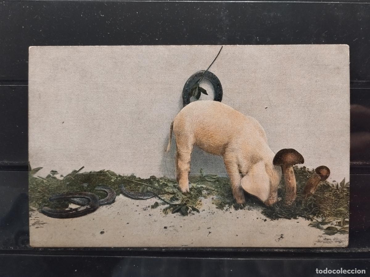 Postais: CERDOS. HERRADURA. SETAS. SIN CIRCULAR.