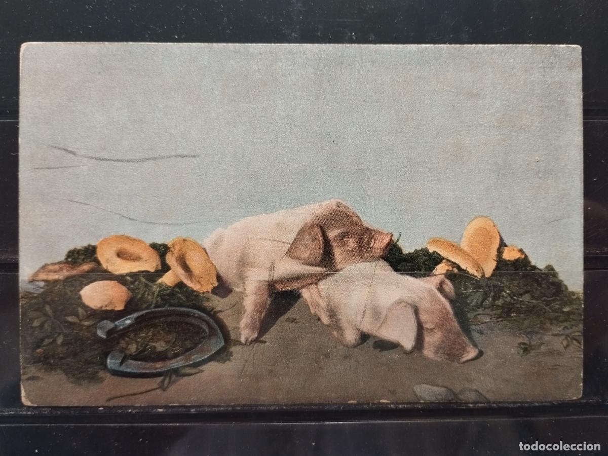 Postais: CERDOS. HERRADURA. SETAS. SIN CIRCULAR.