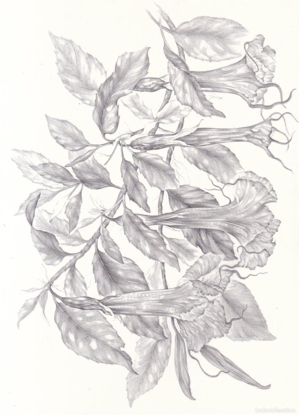 Postales: POSTAL OBSERVAR,MIRAR &ndash; DIBUIXOS DE JOAQUIN CONCA &ndash; DORSO EXPLICATIVO