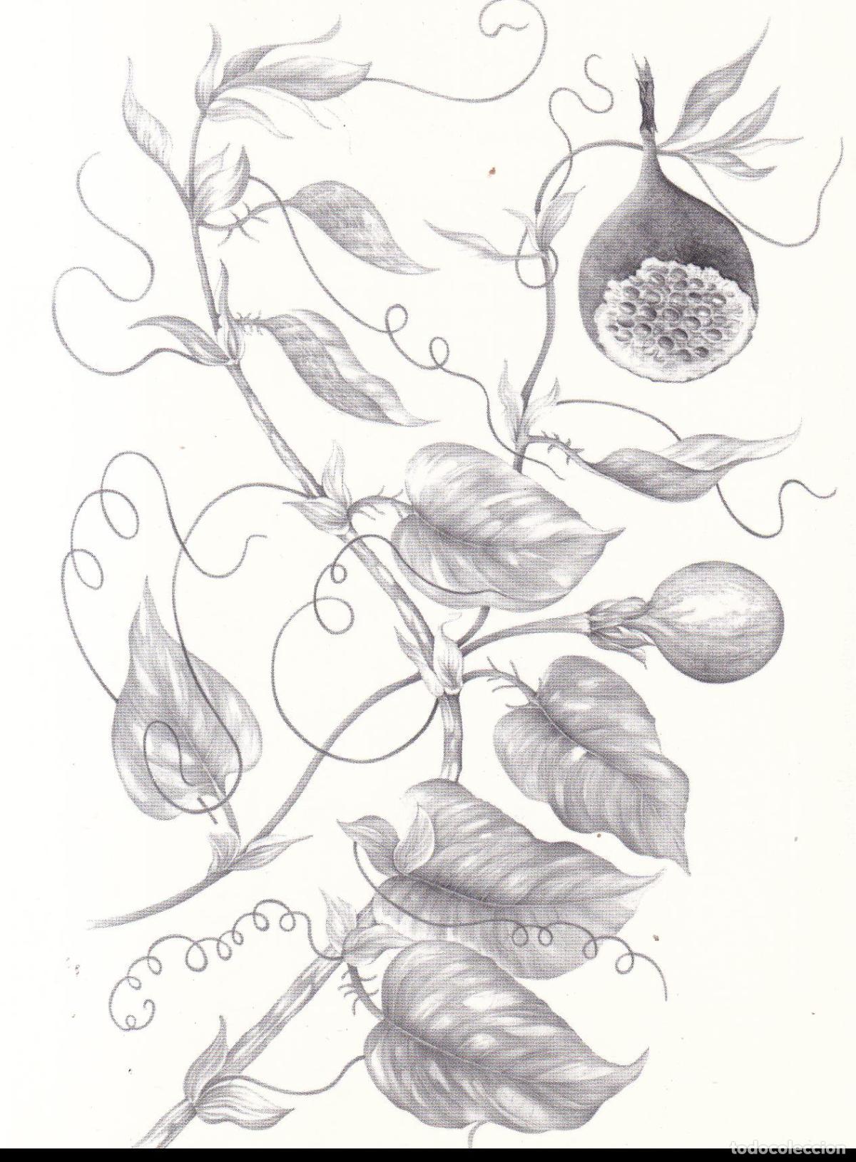 Postales: POSTAL OBSERVAR,MIRAR &ndash; DIBUIXOS DE JOAQUIN CONCA &ndash; DORSO EXPLICATIVO