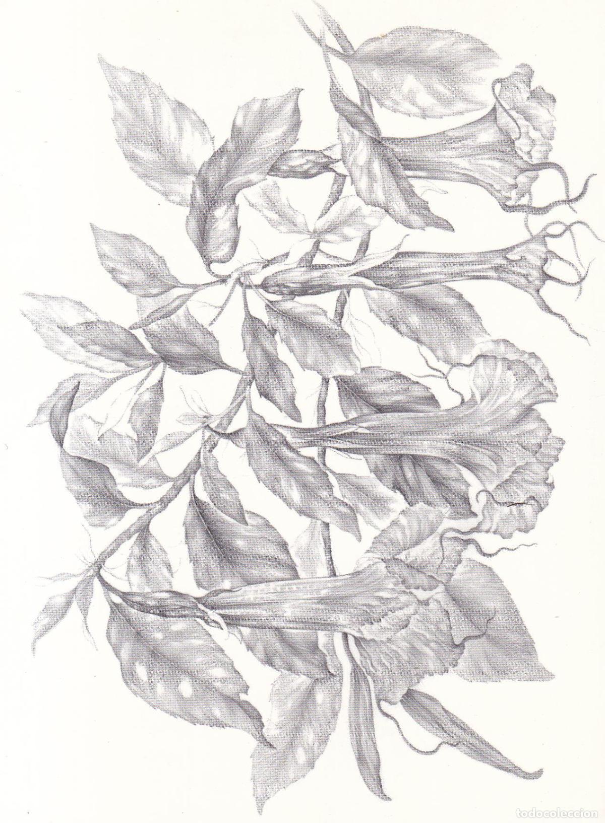 Postales: POSTAL OBSERVAR,MIRAR &ndash; DIBUIXOS DE JOAQUIN CONCA &ndash; DORSO EXPLICATIVO