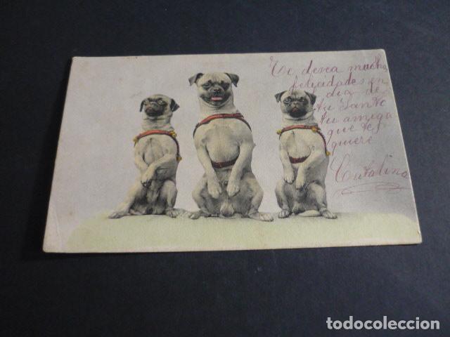 Postales: PERROS POSTAL COMICA - Foto 1