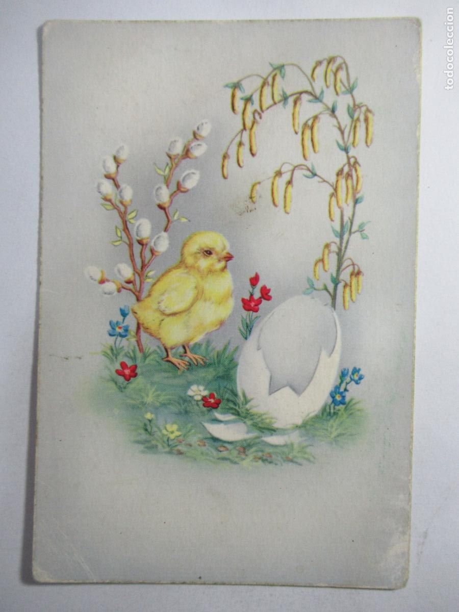 Postales: Postal pollito dibujo - S/C