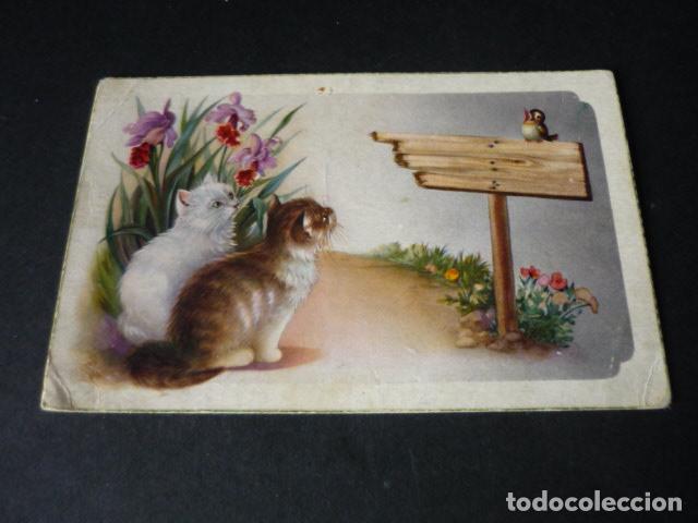 Cartoline: GATOS Y PAJARO POSTAL