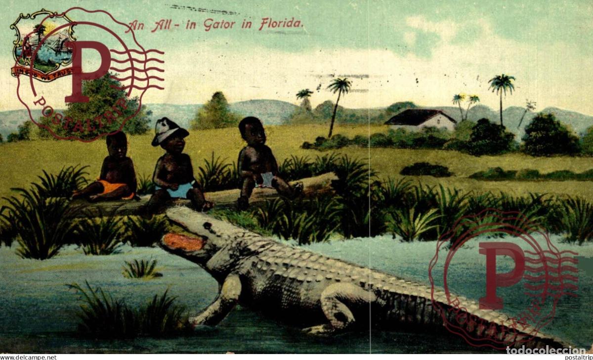 Postales: An All in Gator at Florida afro americana coleccionblack