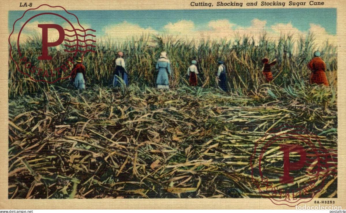Postales: CUTTING SHOCKING AND STOCKING SUGAR CANE Black Americana afro americana coleccionblack