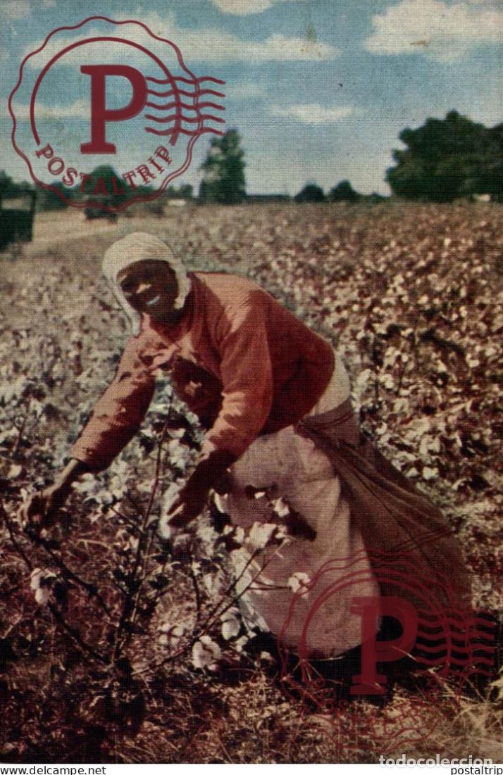 Postales: CAROLINA COTTON PICKER afro americana coleccionblack