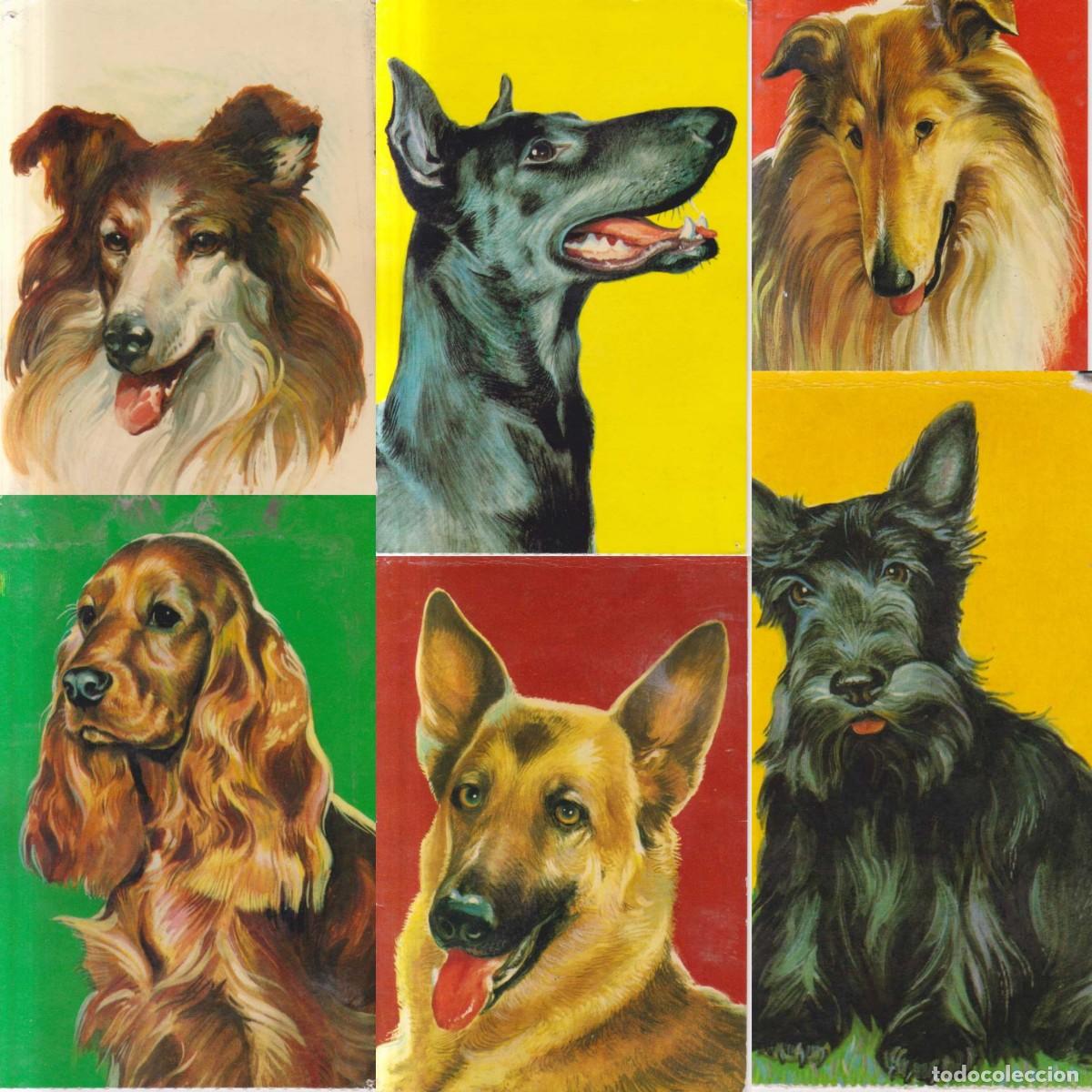 Postales: lote 6 postales de perros
