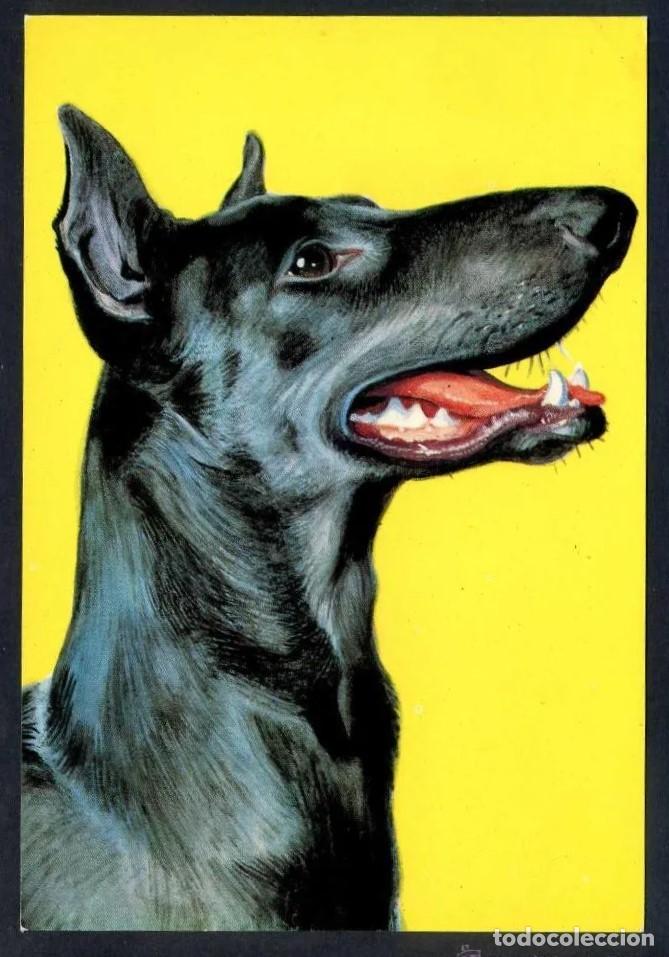 Postkarten: Ilustrador An&oacute;nimo *Doberman* Ed. Ind. Gr&aacute;ficas Bergas n&ordm; 6. Escrita.