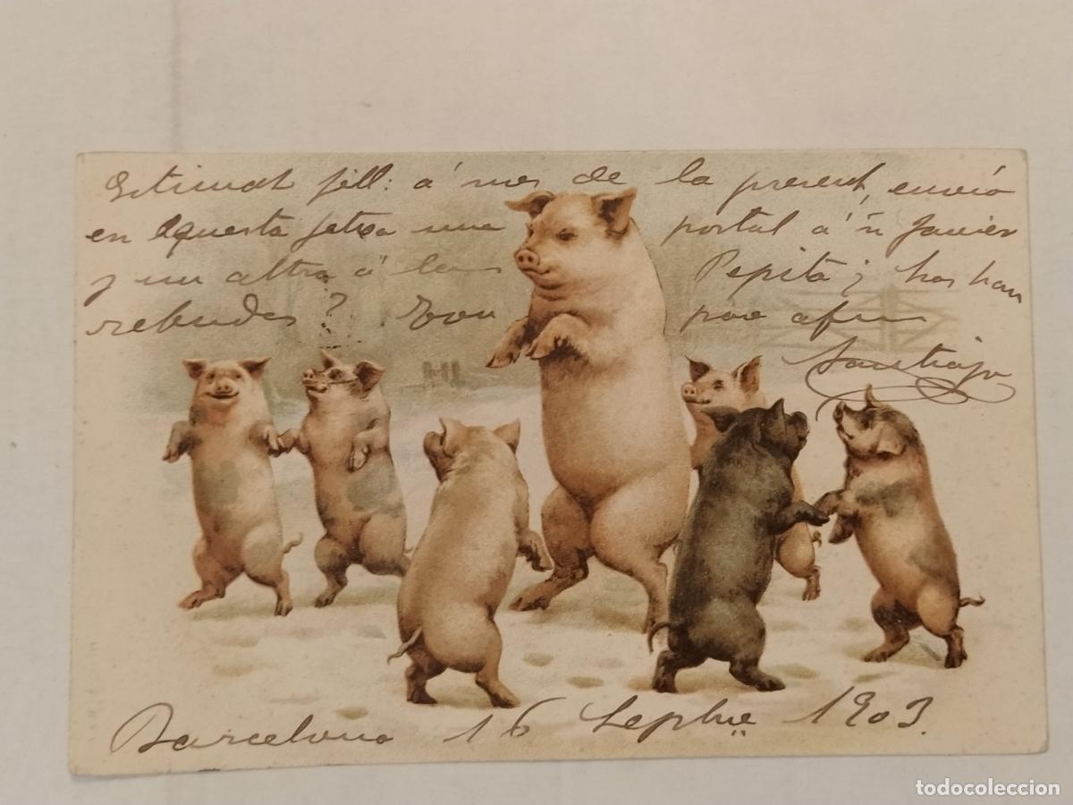 Postales: LOS CERDOS BAILARINES - REVERSO SIN DIVIDIR - CIRCULADA A VILADRAU -POSTAL ANTIGUA-(116.154)
