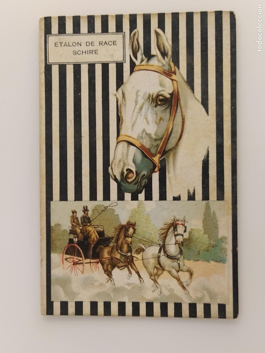 Postales: CABALLO - POSTAL ANTIGUA -(116.342)