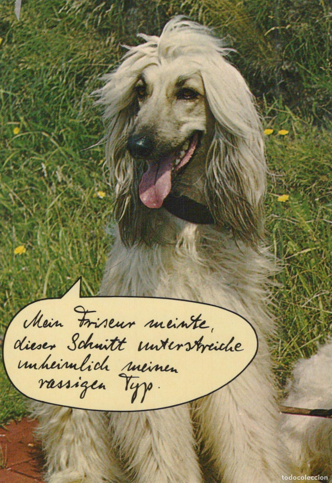 Postales: Humorous Afghan Hound Dog With Caption *YAY054