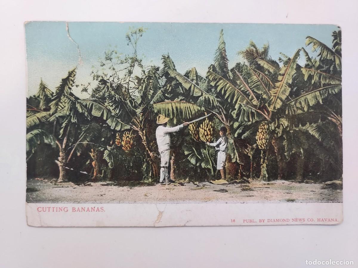 Postales: POSTAL ILUSTRADA ANTIGUA VINTAGE. CUTTING BANANAS, 16 DYAMOND NEWS, HAVANA. CUBA HABANA. SIN DIVIDIR