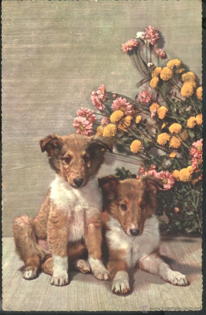 Postales: DOS CACHORROS DE PERRO 1956 - Foto 1
