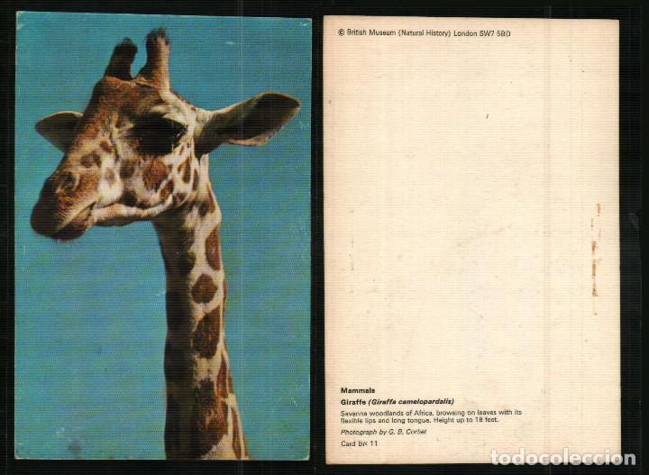 Postales: GIRAFFE - Old postcard - Foto 1