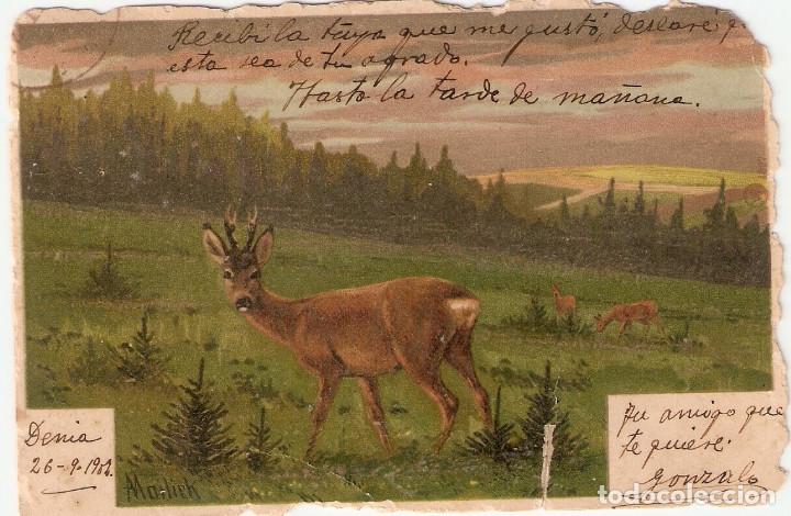 Postales: POSTAL CIERVO - MAILICK - Foto 1