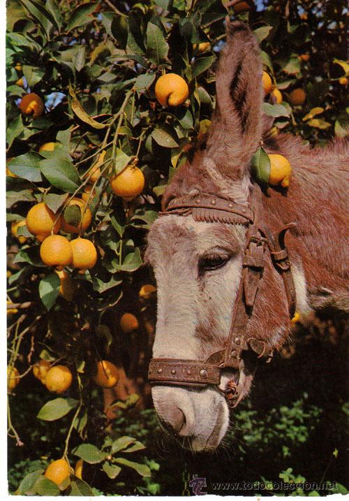 Postales: N&ordm; 1491 POSTAL ESPA&Ntilde;A TIPICA BURRO - Foto 1