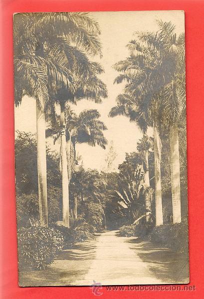 Postales: 0959  POSTAL  LUGAR DESCONOCIDO PASEO PALMERAL, SIN DATOS a&ntilde;os 20 sin escribir ni circular