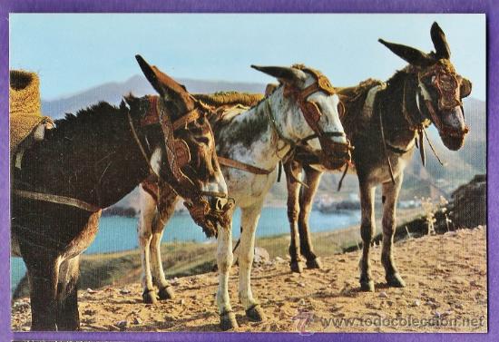 Postkarten: espa&ntilde;a - borricos tipicos / burro - n&ordm; 1441 - ed. bohigas - sin circular - a&ntilde;o 1974