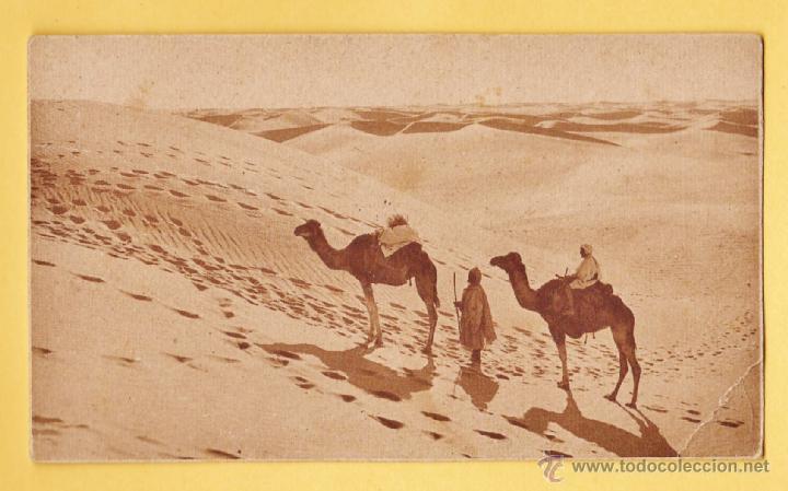 Postales: protectorado espa&ntilde;ol - sahara / desierto y camellos - ed. l & l - nueva - a&ntilde;os 40 / 50 - africa