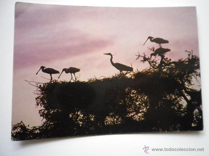 Postais: POSTAL PARQUE NACIONAL DE DO&Ntilde;ANA ESP&Aacute;TULAS Y GARZA, SIN CIRCULAR A&Ntilde;OS 80