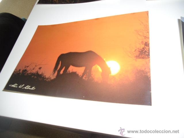 Postales: POSTAL PAISAJE CABALLO DESPEGADO - Foto 1