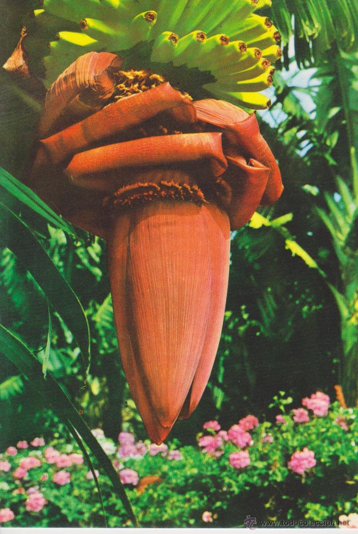 Postales: (2141) FLORES DE CANARIAS - Foto 1