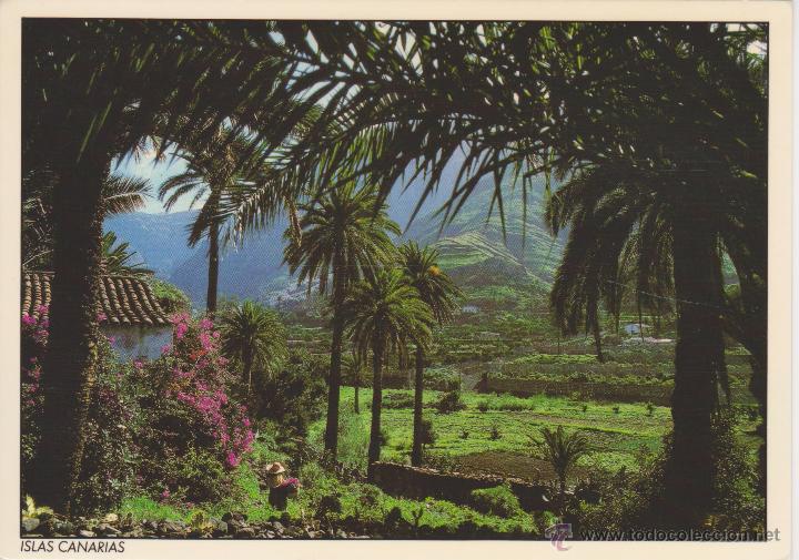 Postales: (38) ISLAS CANARIAS. LOS BERRAZALES - Foto 1