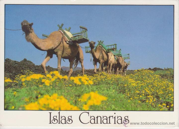 Postales: (65) ISLAS CANARIAS. DROMEDARIOS - Foto 1