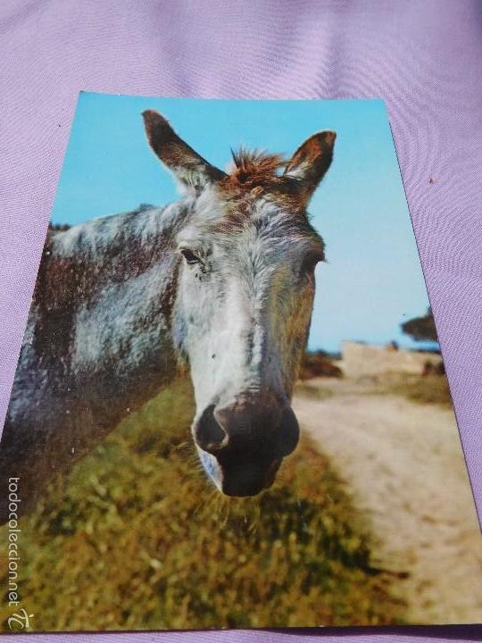 Postales: Curiosa postal para coleccionar - Foto 1